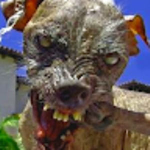 Meet your Posher, Fred